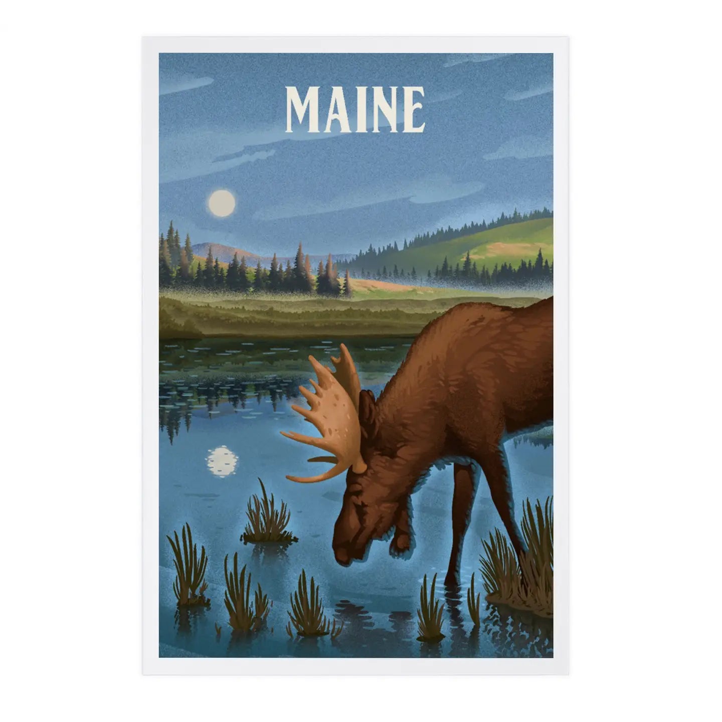 Maine Moose Postcard
